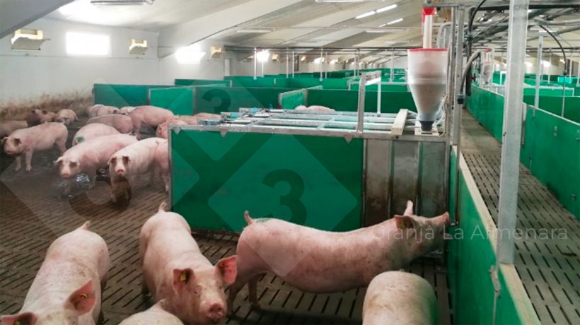 Photo 8: The gestation pens have one electronic feeder for every 20 sows.
